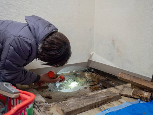 Best Comprehensive Air Testing for Mold Contaminants  in Westmere, NY